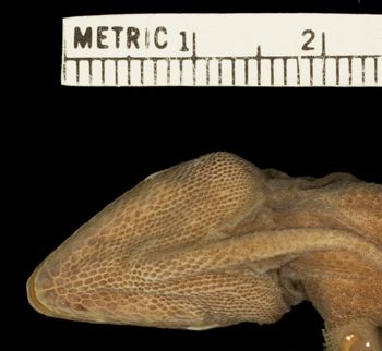 Media type: image;   Herpetology R-44365 Aspect: head ventral